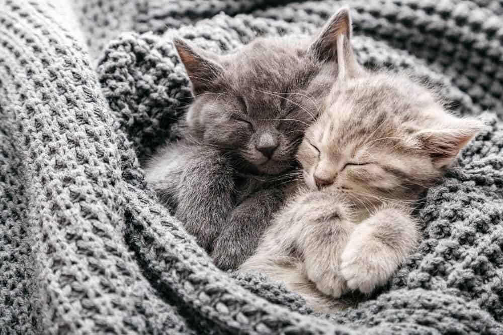 two small kittens are wrapped in a grey waffle blanket sleeping with their paws up and eyes closed