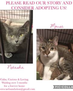 cats up for adoption in NJ